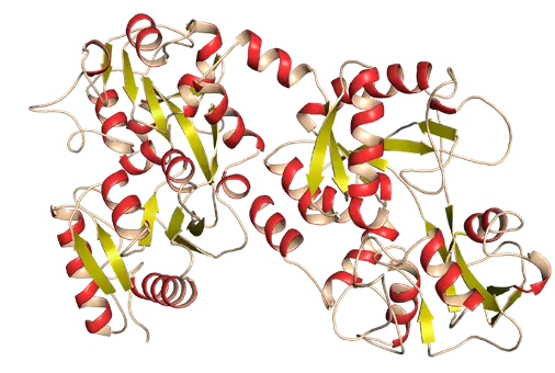 A Lactoferrin az „Élet molekulája” - DNSlánc